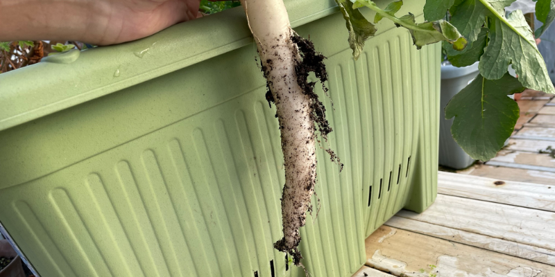 【春大根】プランター栽培のコツ|トウ立ちを防いで成功させる完全ガイド&2026年栽培記録 収穫した春大根な長さをプランターで比較