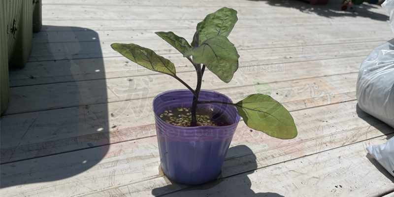 種をまいて１か月。ようやくプランターに定植できるサイズに成長したナスの苗