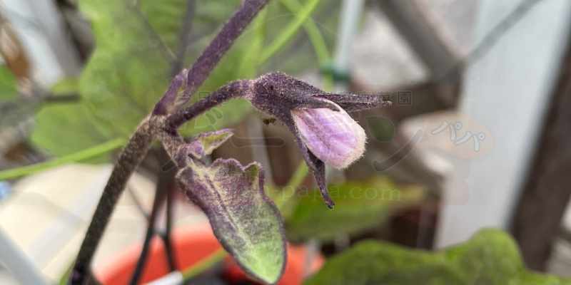 定植から２カ月。成長点付近に花の蕾ができたナスの写真