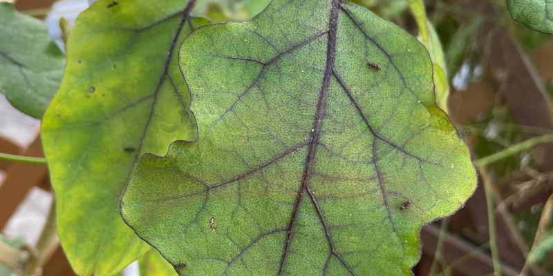 ナスの葉に大量の蟻が歩いている様子