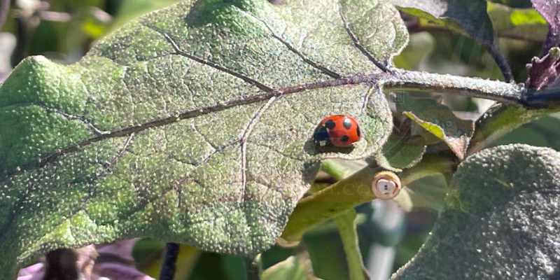 ナスの葉にテントウ虫が止まっている様子