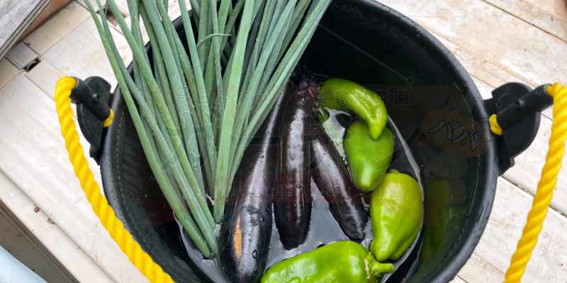 プランターでナス栽培!「とろとろナス」の苗と九条ネギの混植(コンパニオンプランツ)記録 ナスと九条ネギを一緒に収穫している写真