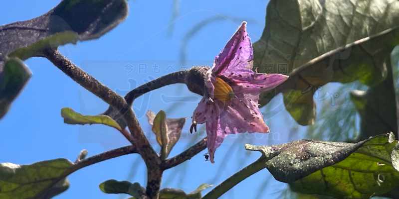 １１月に入ってもまだ花を咲かせてくれているナスの株