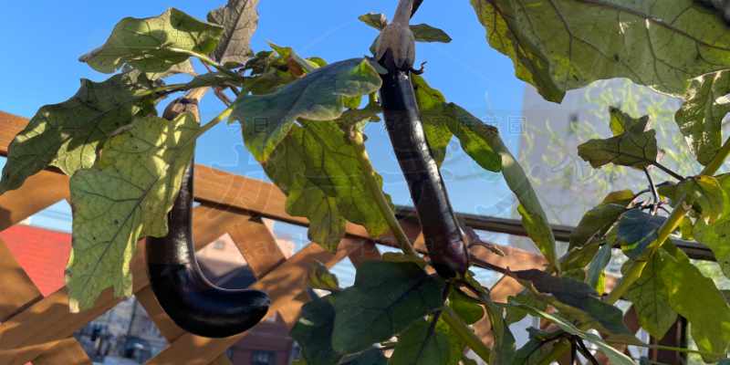 秋になってもまだまだ実をつけてくれる長ナス