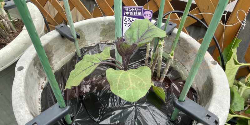 プランターでナス栽培!「とろとろナス」の苗と九条ネギの混植(コンパニオンプランツ)記録 ナスの苗をプランターに定植。コンパニオンプランツとして九条ネギも一緒に植えています。