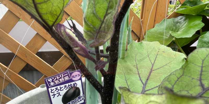 プランターでナス栽培!「とろとろナス」の苗と九条ネギの混植(コンパニオンプランツ)記録 定植して僅か20日で一番花が咲いたサントリーのとろとろナス