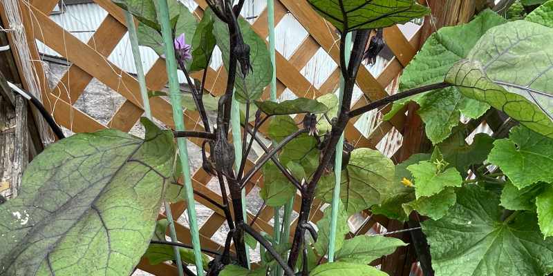 プランターでナス栽培!「とろとろナス」の苗と九条ネギの混植(コンパニオンプランツ)記録 たくさんナスの花蕾が付いている様子