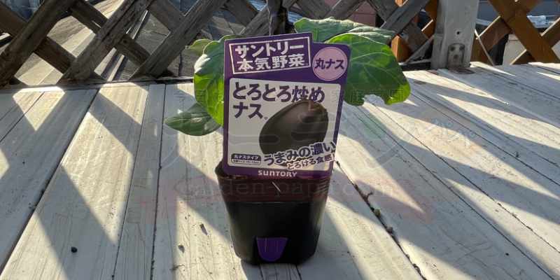 プランターでナス栽培!「とろとろナス」の苗と九条ネギの混植(コンパニオンプランツ)記録 サントリー本気野菜、とろとろナスの苗