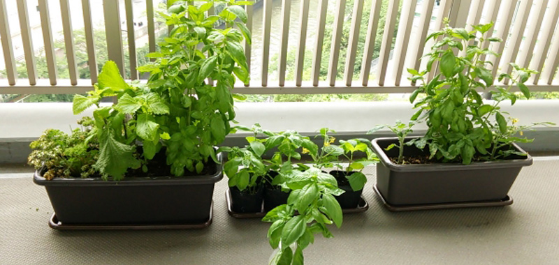 プランターで季節の野菜を育てる初心者向けガーデニングブログ 初心者におすすめのプランター栽培ガイド