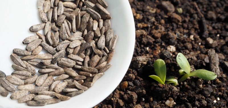 プランターで季節の野菜を育てる初心者向けガーデニングブログ 野菜別プランターでの育て方