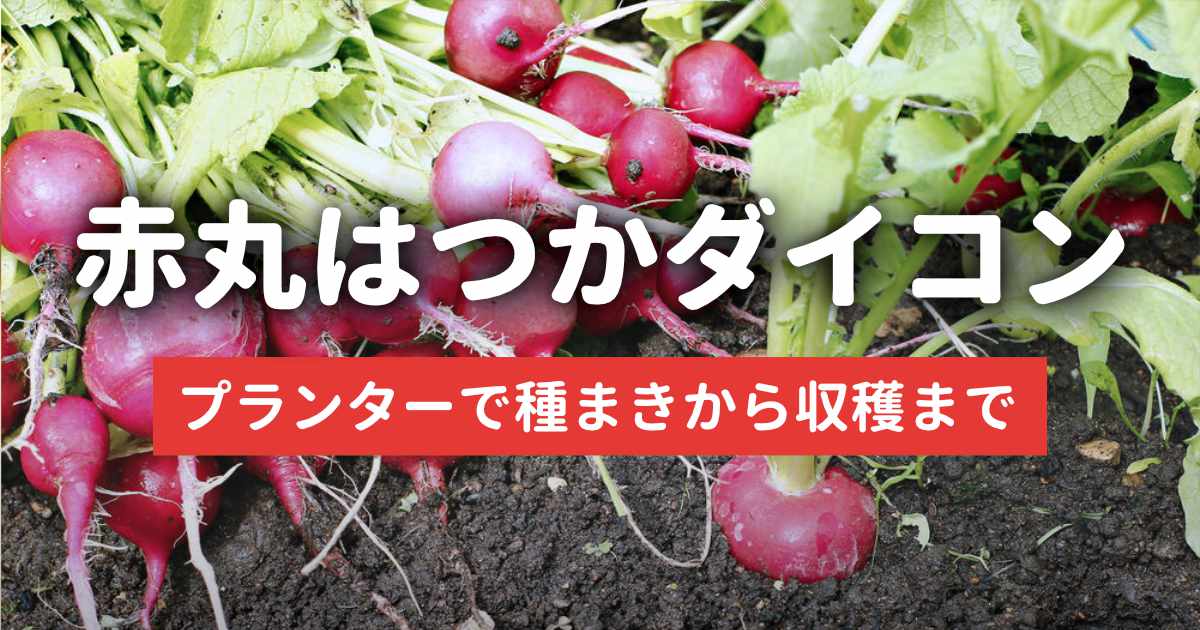赤丸はつか大根 栽培日記のサムネイル
