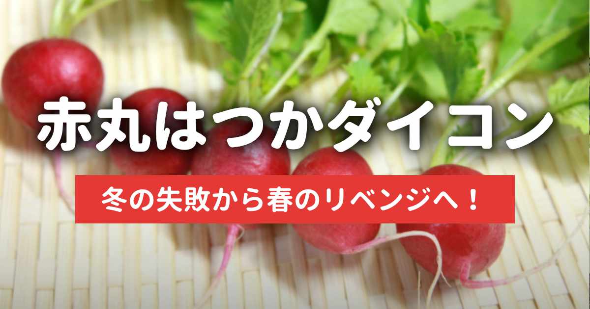 【赤丸はつか大根】冬の失敗から春のリベンジ記事のサムネイル