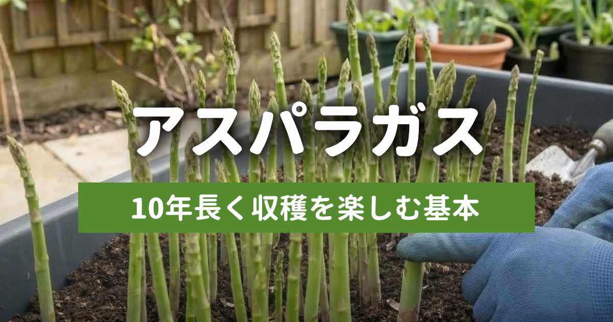 アスパラガスの育て方基本記事のサムネイル
