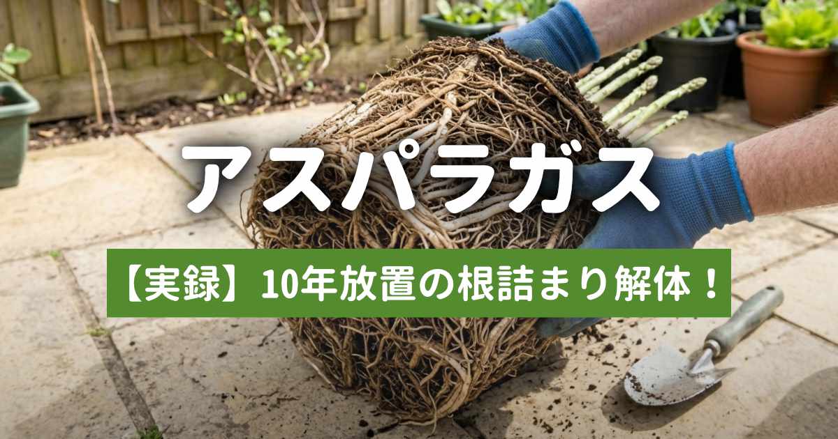 アスパラガスの根詰まりを解体して株分けを解説する記事のサムネイル