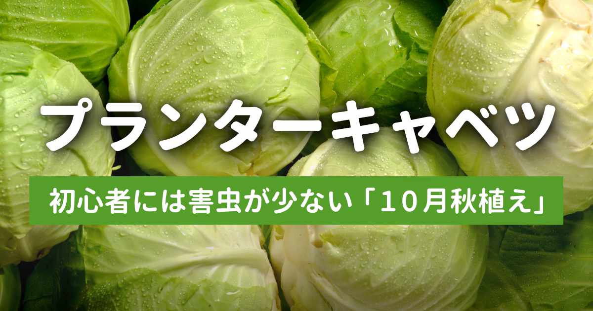 プランターで育てた大きなキャベツがたくさん並んでいる様子
