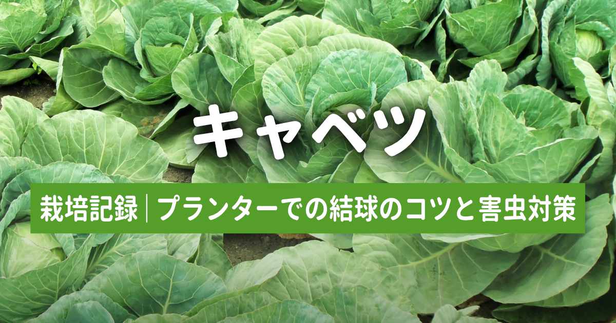 キャベツの育て方・栽培記録