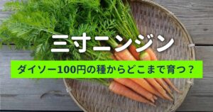 ダイソーで買った三寸ニンジンの種は育つのか？実録栽培日記