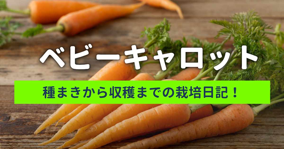 ベビーキャロット