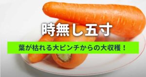 時無し五寸人参