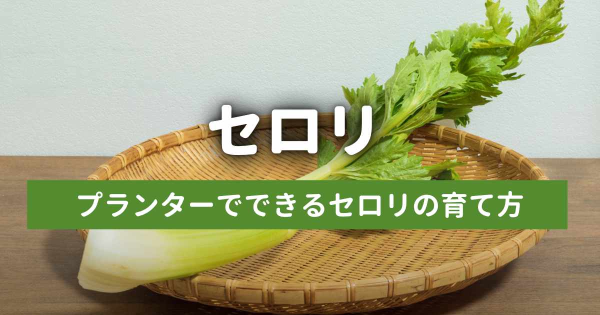 プランターでできるセロリの育て方｜種まきから収穫までの完全ガイド
