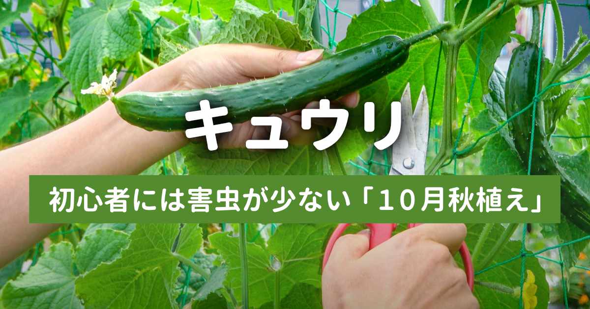 きゅうりを収穫しようとしているところ