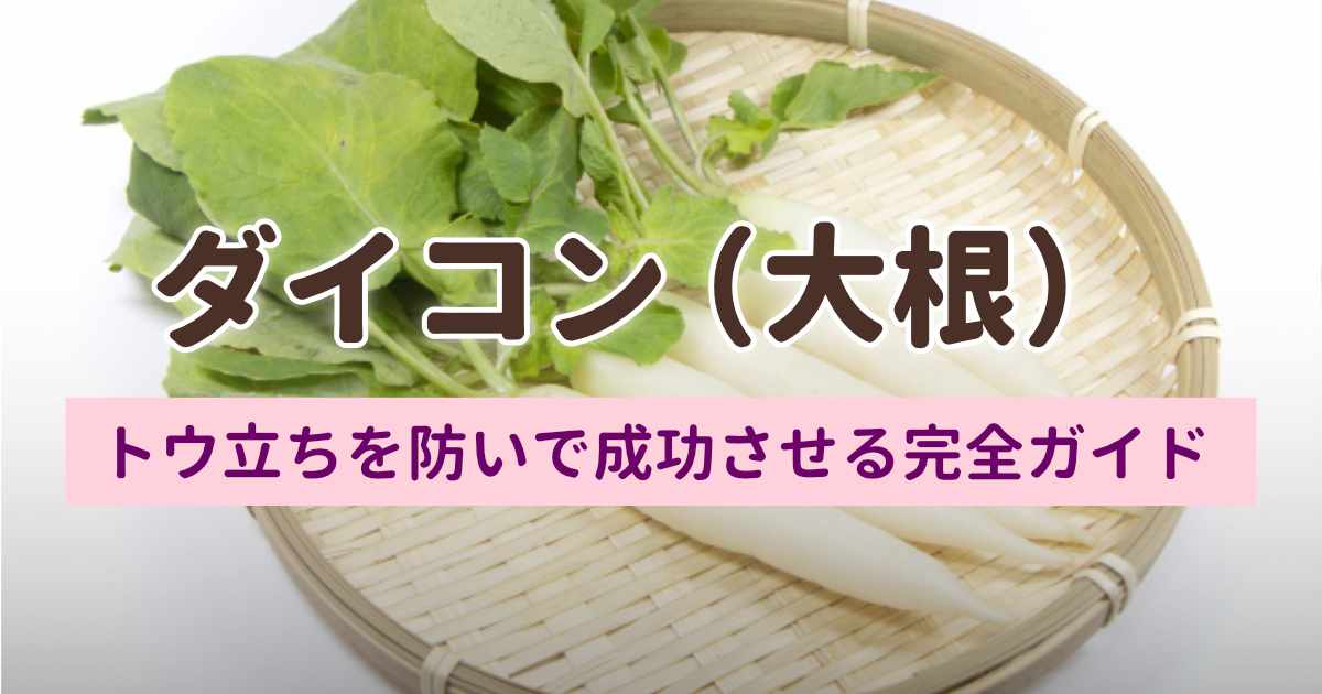 【春大根】プランター栽培のコツ｜トウ立ちを防いで成功させる完全ガイド
