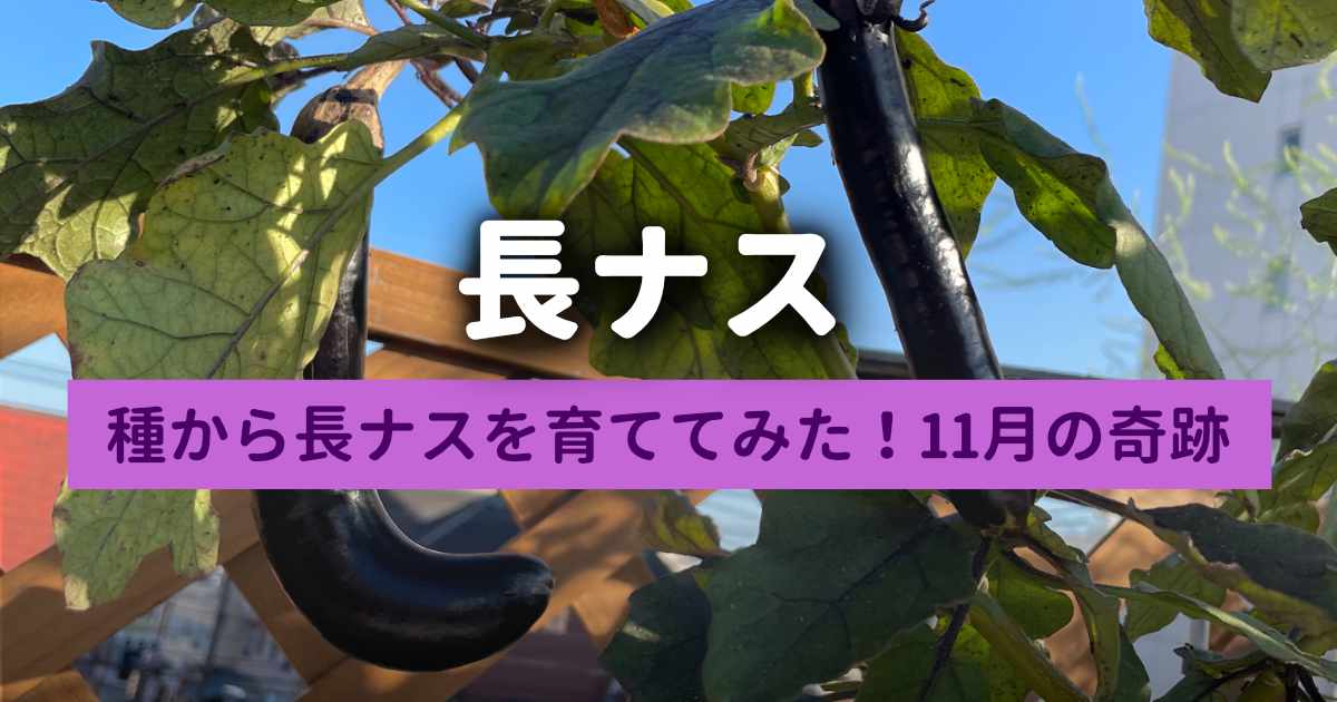 【ナス栽培日記】種から長ナスを育ててみた!アブラムシ・テントウムシとの戦いと11月の奇跡 【ナス栽培日記】種から長ナスを育ててみた!