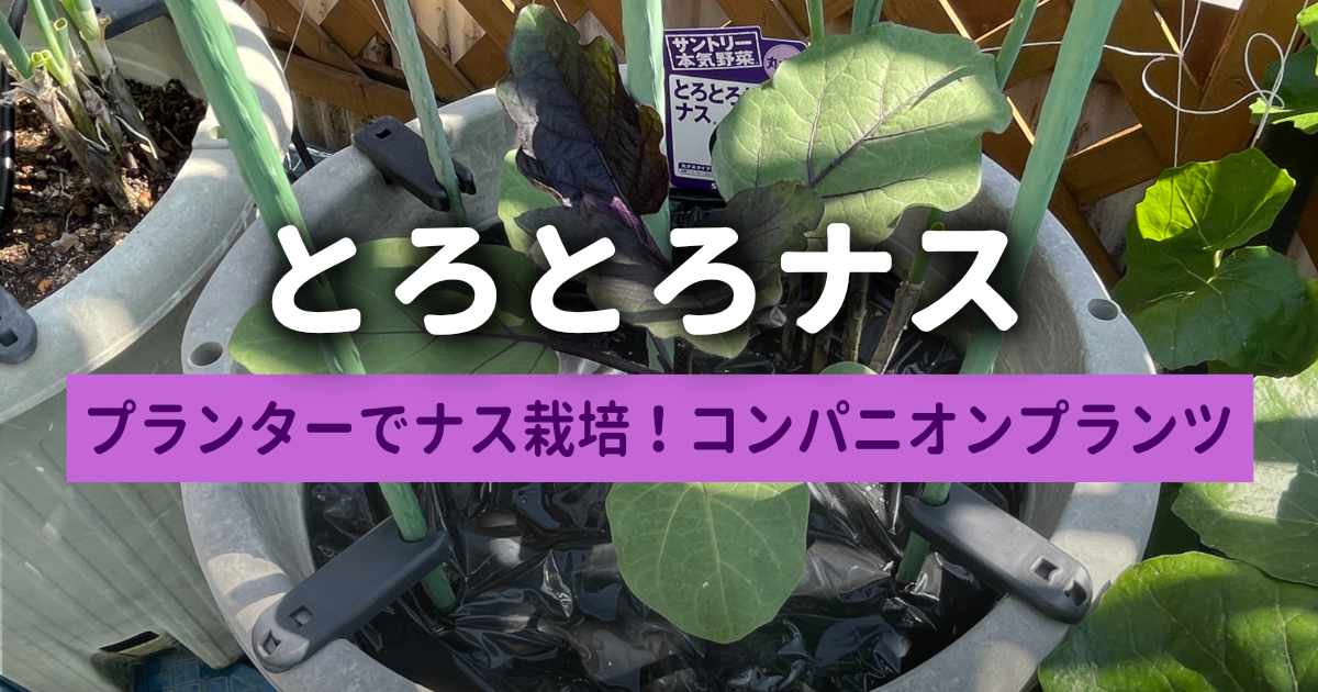 プランターでナス栽培!「とろとろナス」の苗と九条ネギの混植(コンパニオンプランツ)記録 プランターでナス栽培!「とろとろナス」の苗と九条ネギの混植記録