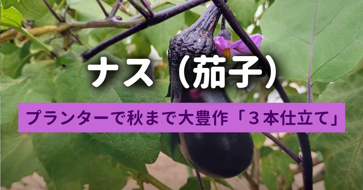 ナスをプランターで大豊作させる育て方「三本仕立て」