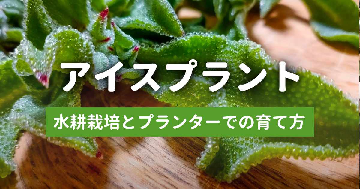 アイスプラントの育て方記事のアイキャッチ画像