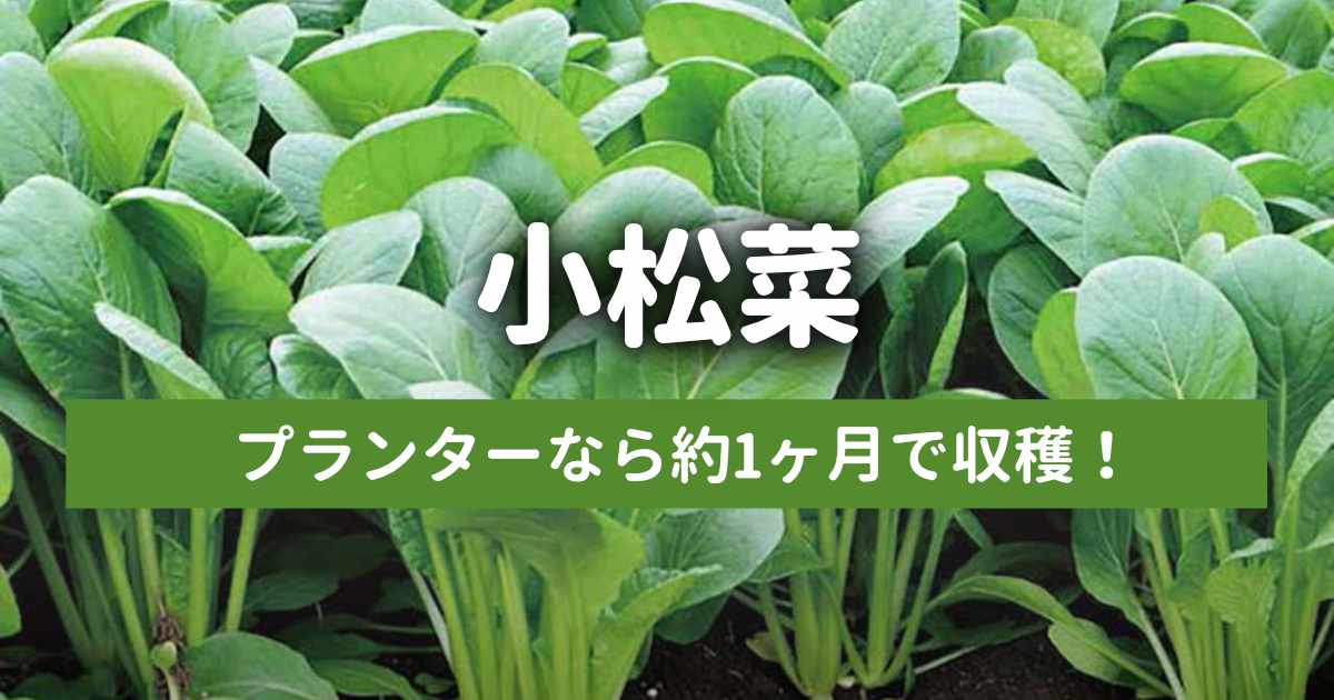 小松菜がたくさん生えている様子