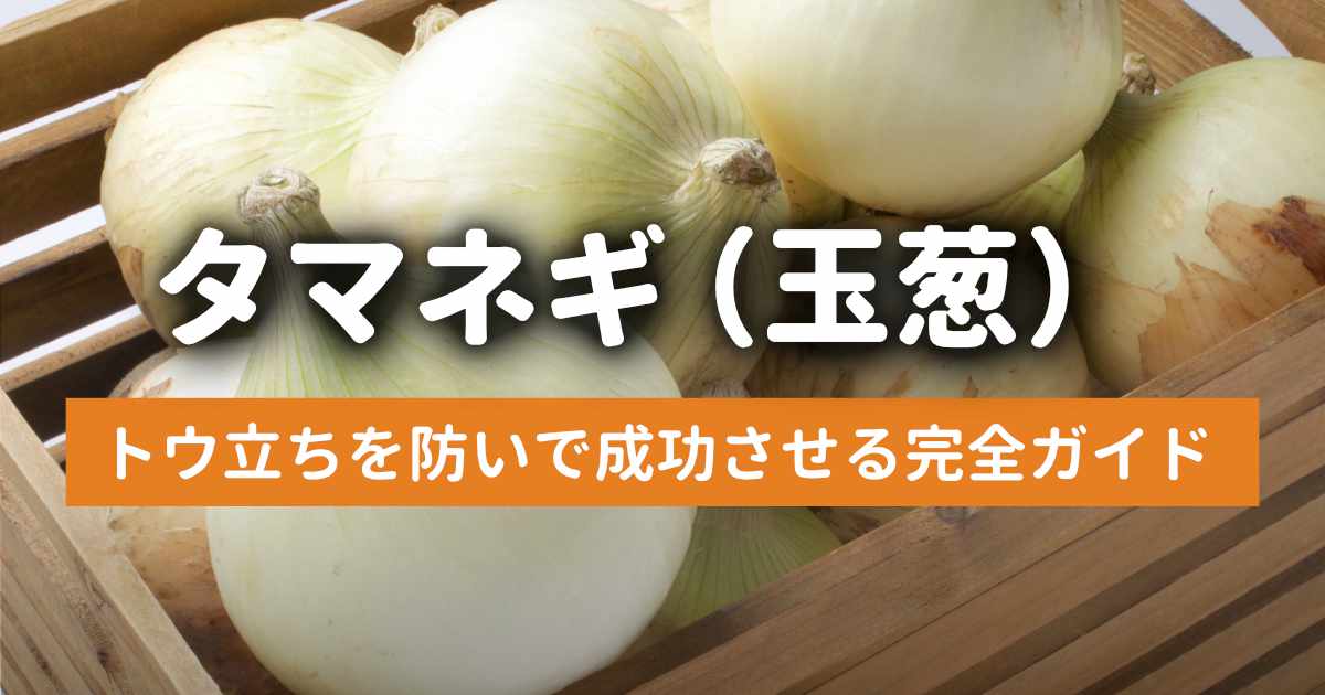 玉ねぎ栽培日記｜発芽後に玉が大きくならなかった原因