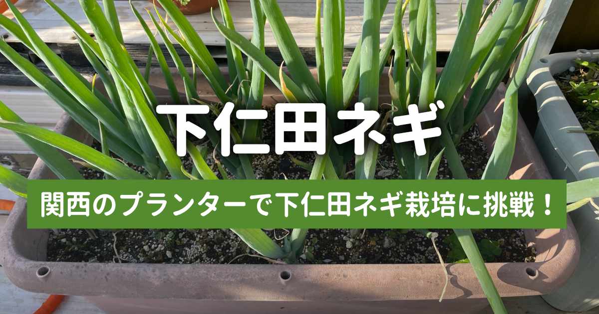関西のプランターでも下仁田ネギは育つのか？！１年目の実録日記
