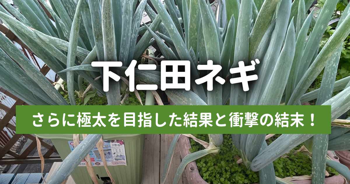 プランター下仁田ネギ栽培２年目！さらに極太を目指した結果と衝撃の結末