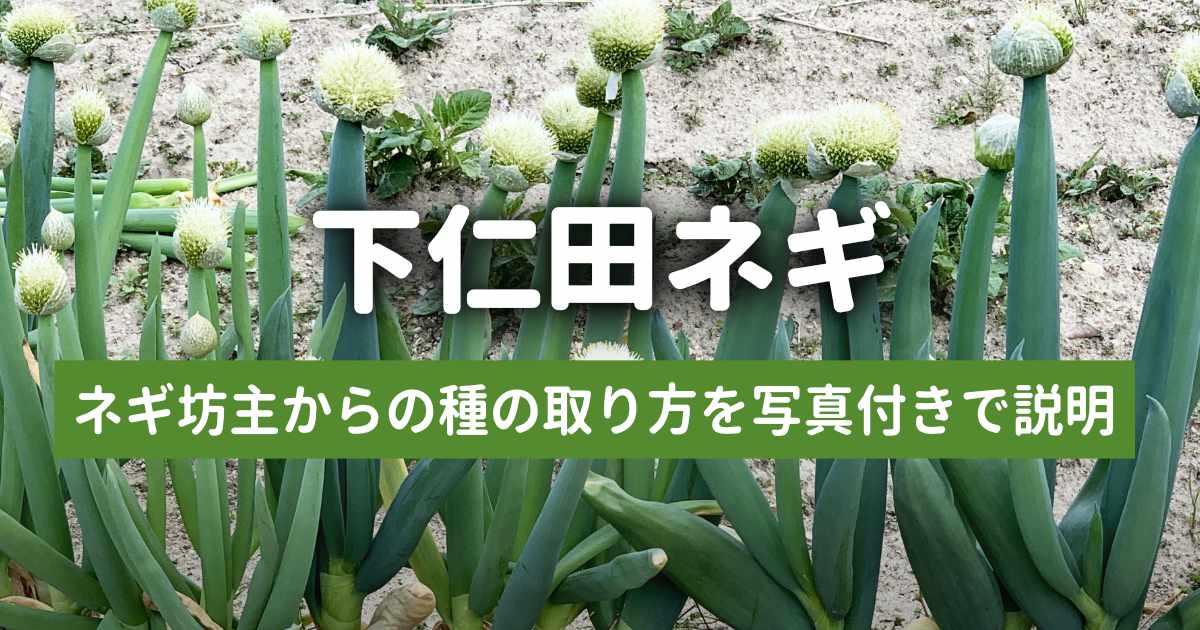 下仁田ネギの種取り（ネギ坊主からの種の取り方）を写真付きで説明