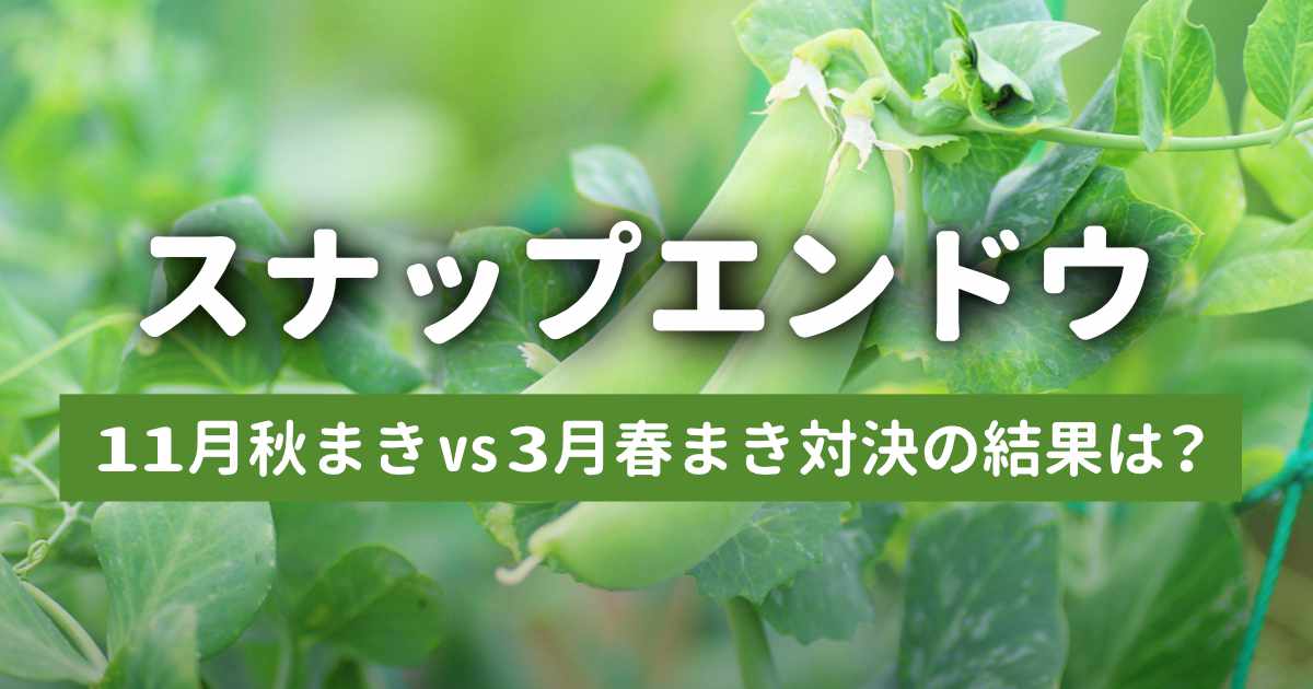 スナップエンドウの育て方比較｜11月秋まき vs 3月春まき対決