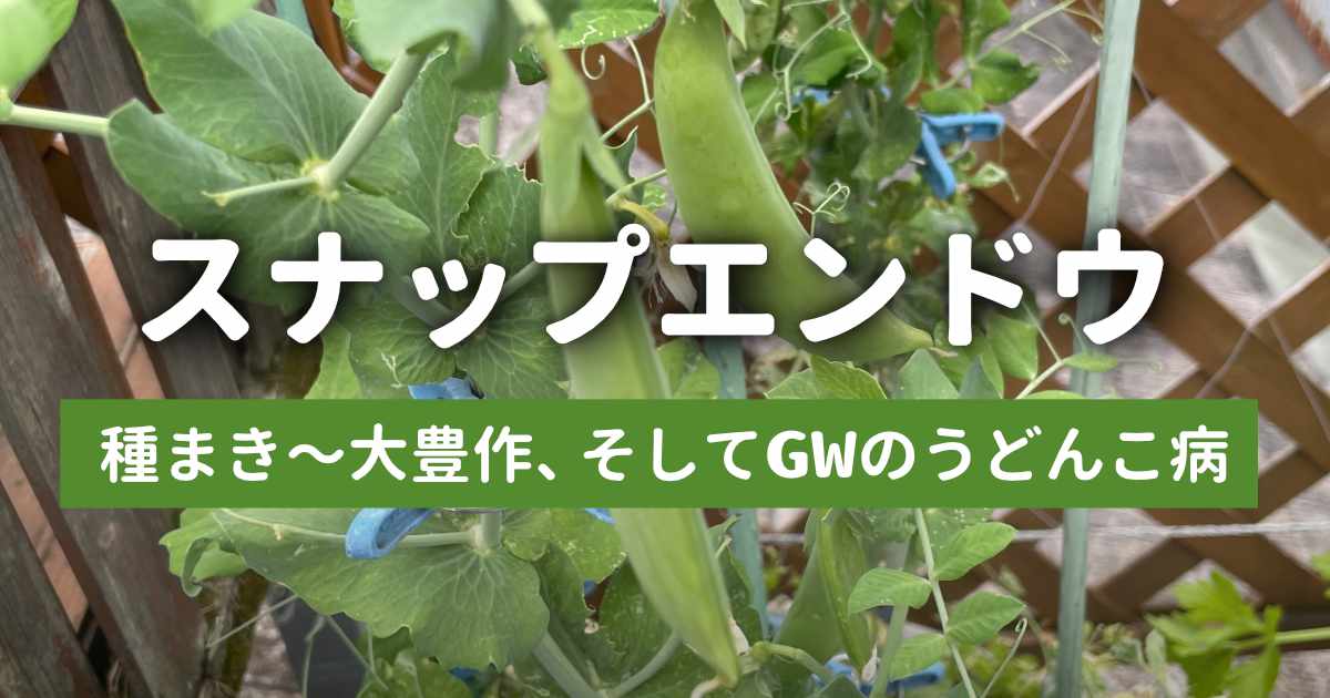 【プランター栽培】スナップエンドウを11月から育ててみた！種まき〜大豊作、そしてGWのうどんこ病までの記録
