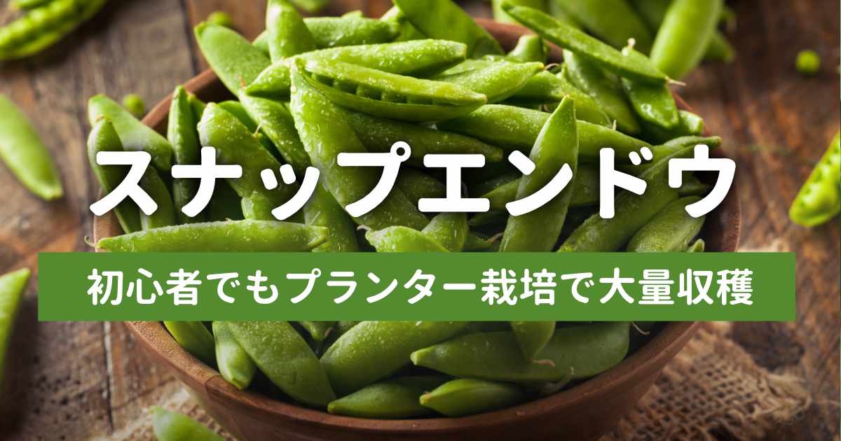 スナップエンドウの育て方｜プランターで大豊作！初心者が失敗しない栽培のコツと全記録