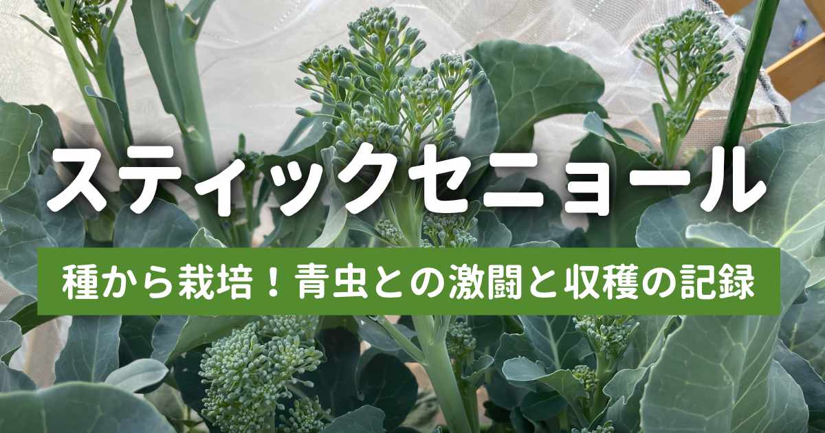 【実録】スティックセニョールのプランター栽培！夏植えで虫害なしの大収穫