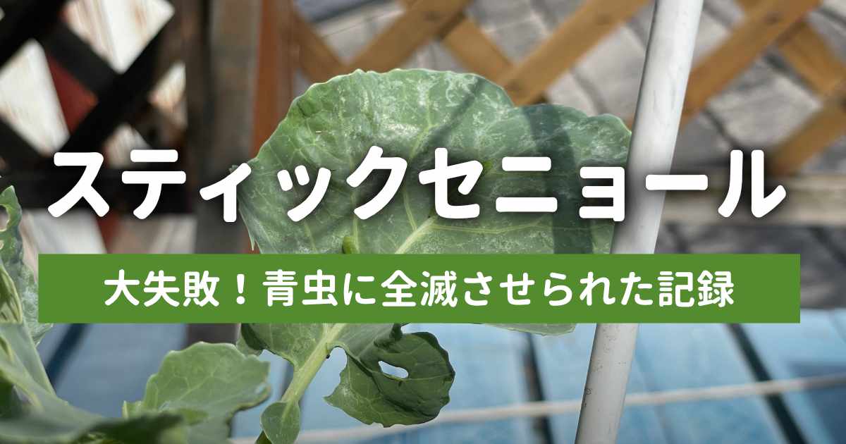 【閲覧注意】春のスティックセニョール栽培で大失敗！青虫に全滅させられた記録