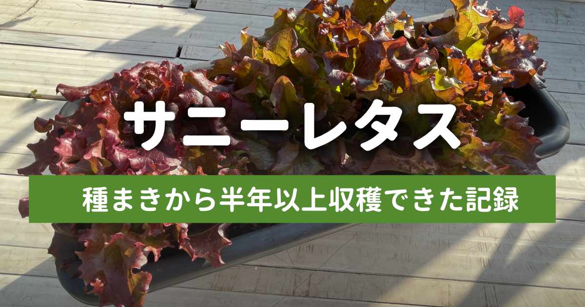 【秋まき】サニーレタスのプランター栽培日記｜種まきから半年以上収穫できた記録