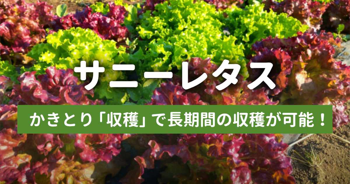 サニーレタス｜かきとり収穫で長期間の収穫が可能！