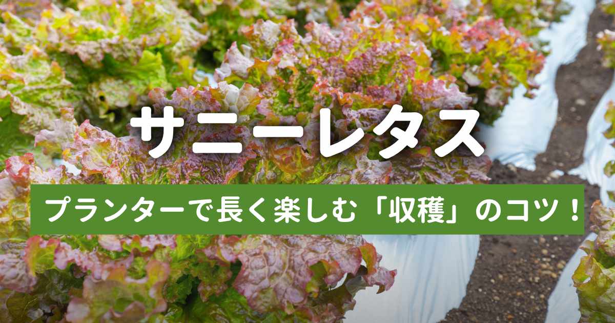 サニーレタスがたくさん収穫できそうな状態