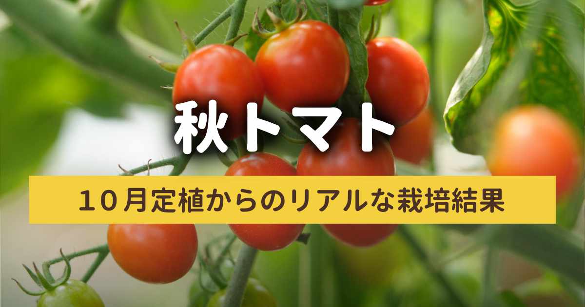 ホームセンターの「秋トマト」は放任で育つ？10月定植からのリアルな栽培結果と失敗談