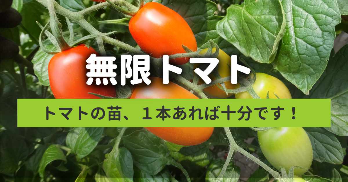 0円でトマトを量産！脇芽を土に挿すだけの無限株分け