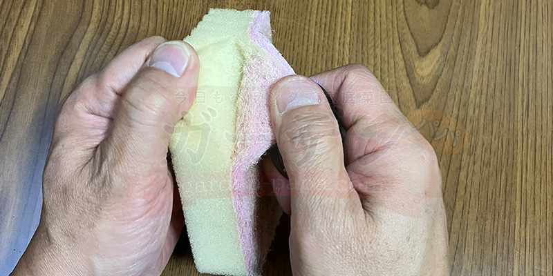 アイスプラントの育て方。土を使わない水耕栽培とプランターでの育て方 アイスプラントの根っこが出やすいように裏面を剥がしている様子