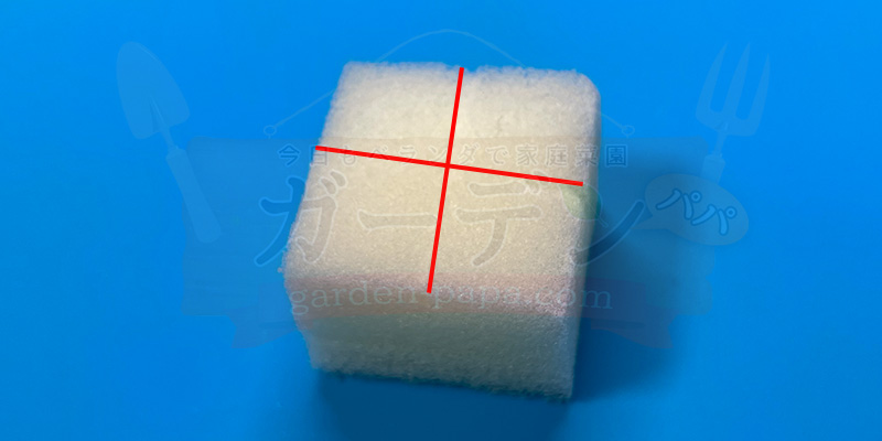 アイスプラントの育て方。土を使わない水耕栽培とプランターでの育て方 アイスプラントの種をまきやすいようにスポンジに十字の切り目を入れた様子