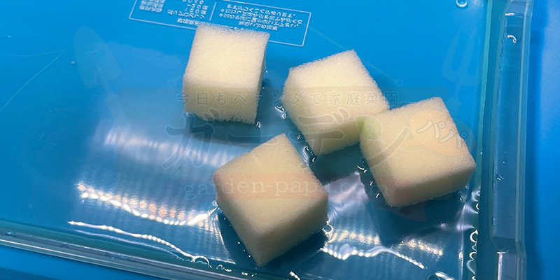 アイスプラントの育て方。土を使わない水耕栽培とプランターでの育て方 スポンジに水を吸わせている様子