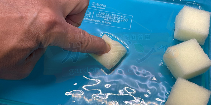 アイスプラントの育て方。土を使わない水耕栽培とプランターでの育て方 スポンジに水を吸わせている様子