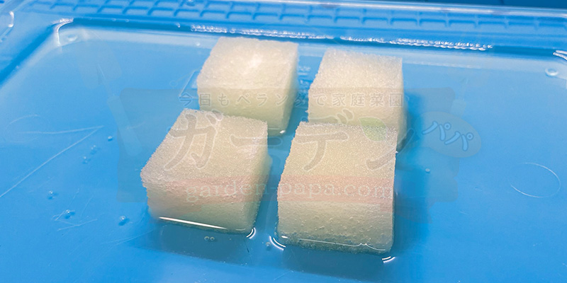 アイスプラントの育て方。土を使わない水耕栽培とプランターでの育て方 水を吸わせた状態のスポンジの様子